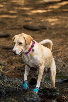 ラフウェア　犬用靴