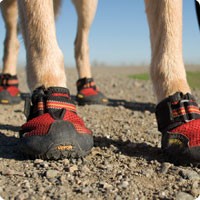 Bark'n Boots Grip Trex