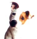 dogs.about.com